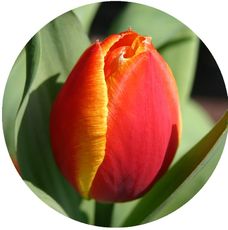 Tulpe-orange-2.jpg